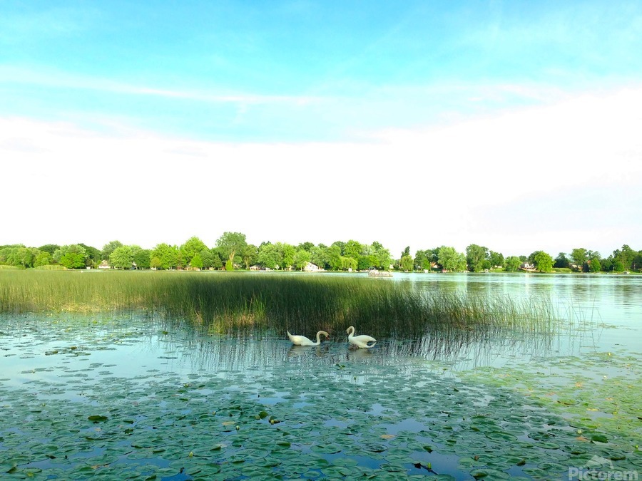 MI Swan Lake 2  Print