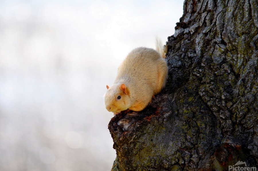 A Blonde Squirrel Moment  Print