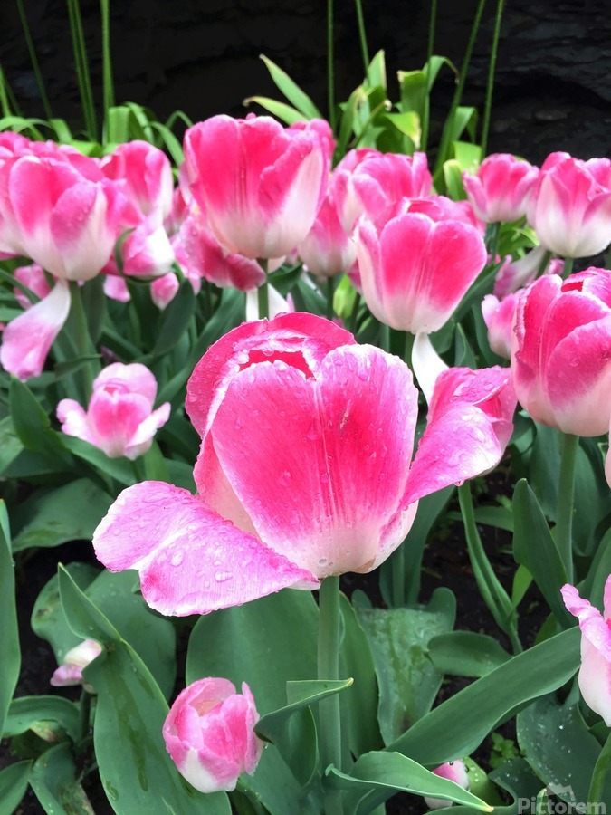 Tulips Are Better Than One C  Print