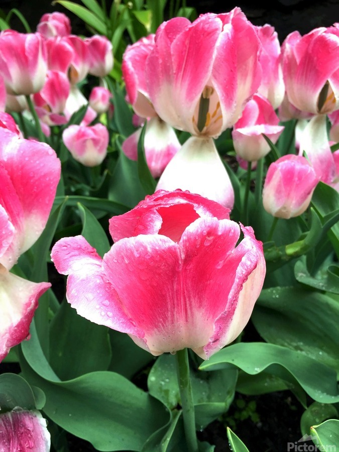 Tulips Are Better Than One  Print