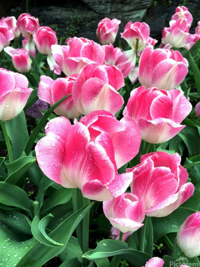 Tulips Are Better Than One B  Print