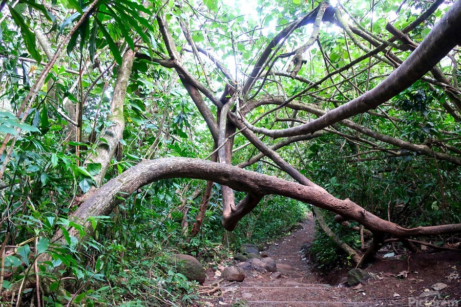 Branches of Life  Print