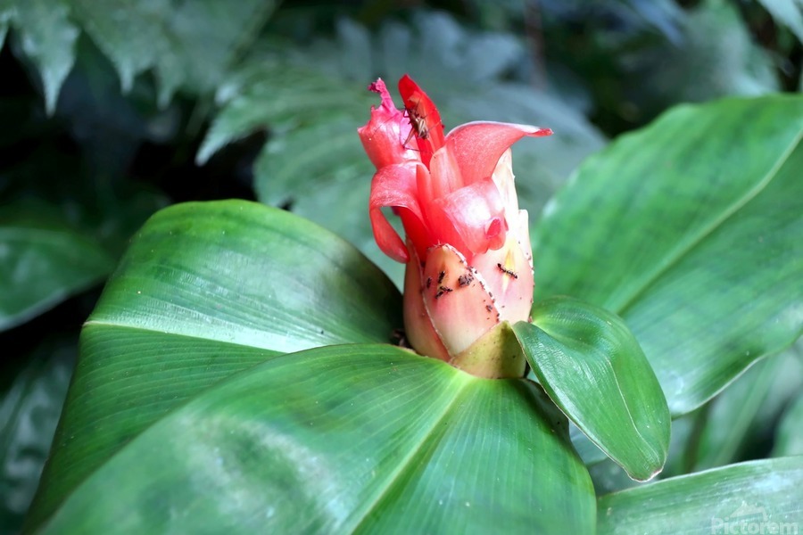 Flower Bud  Imprimer