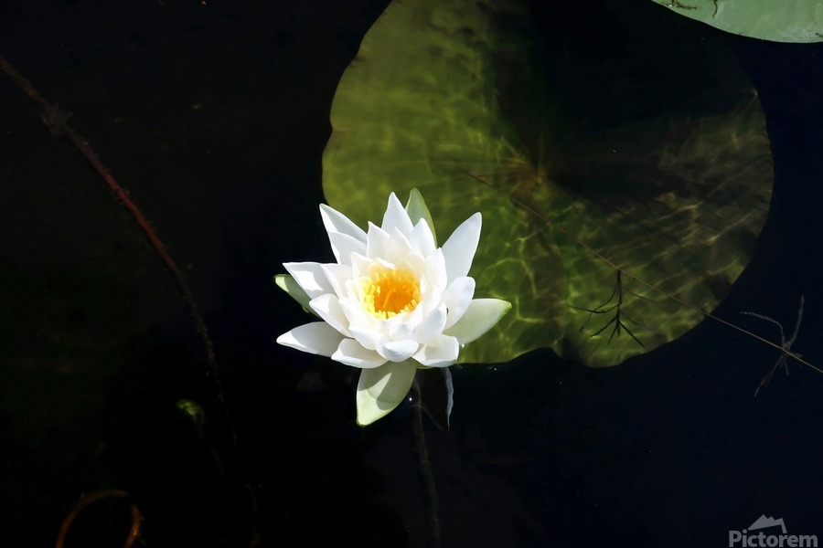 Blooms of Joy  Print