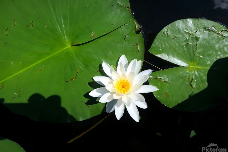 Blooms of Joy 2  Print