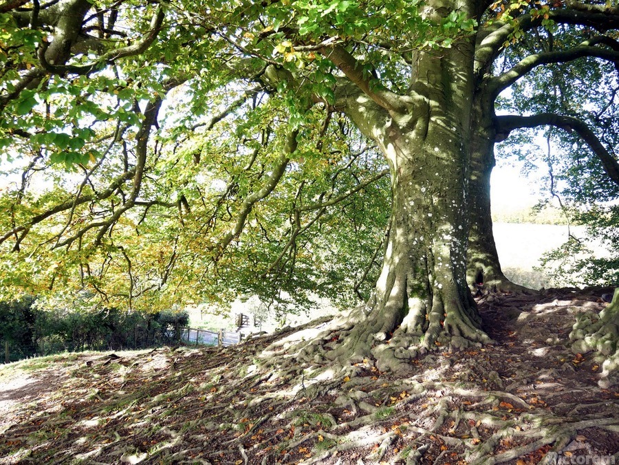 Rooted in Strength  Print