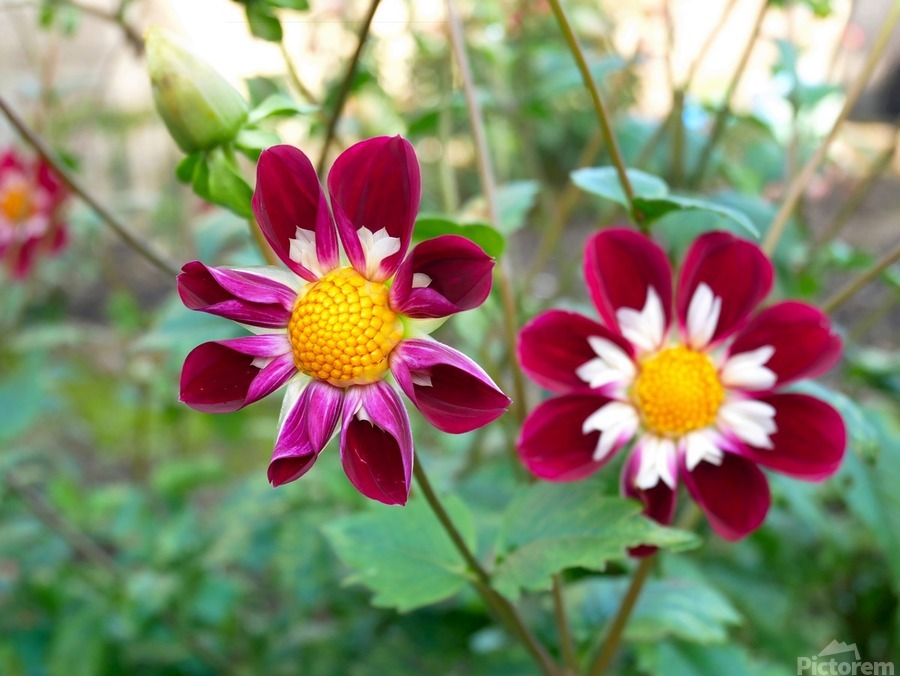 Flower Bloom 5B  Print