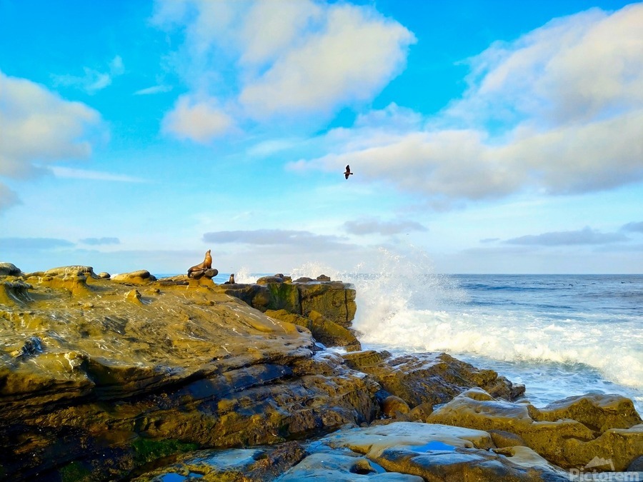 Seal Meditation 2  Print