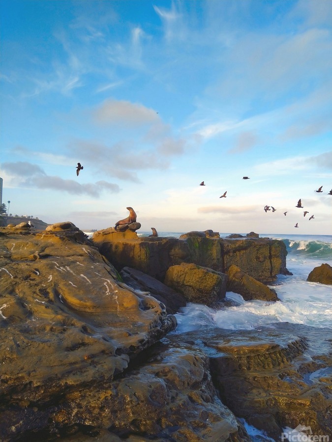 Seal Bird Watching  Print