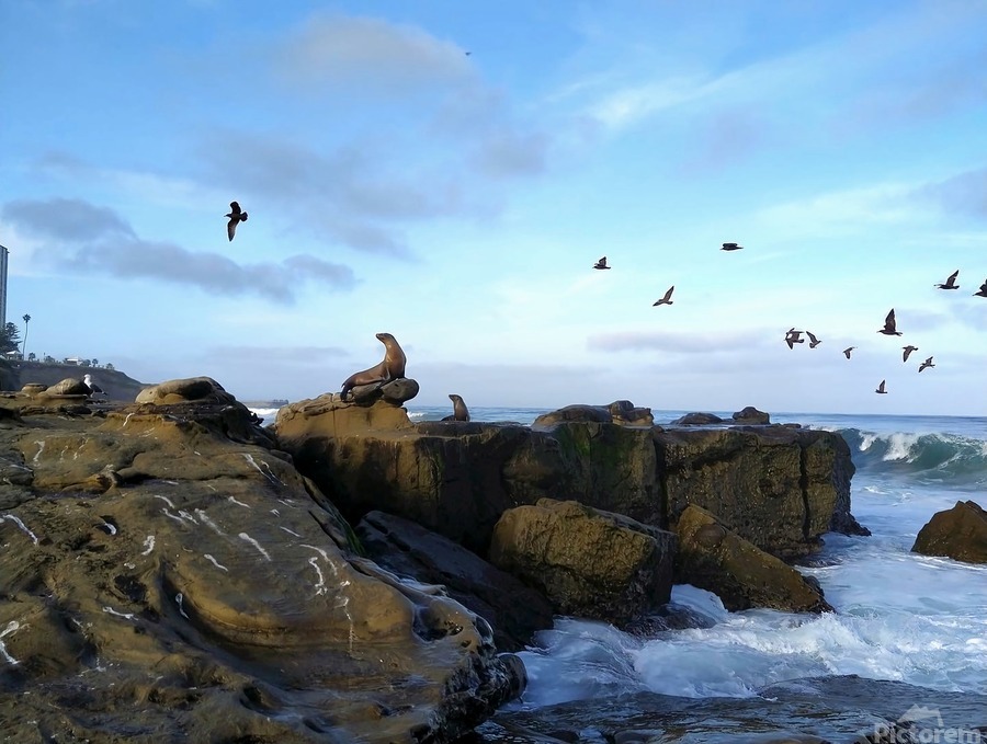 Seal Bird Watching 2  Print