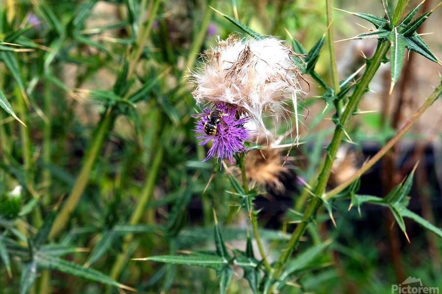 To Bee or Not to Bee    Print