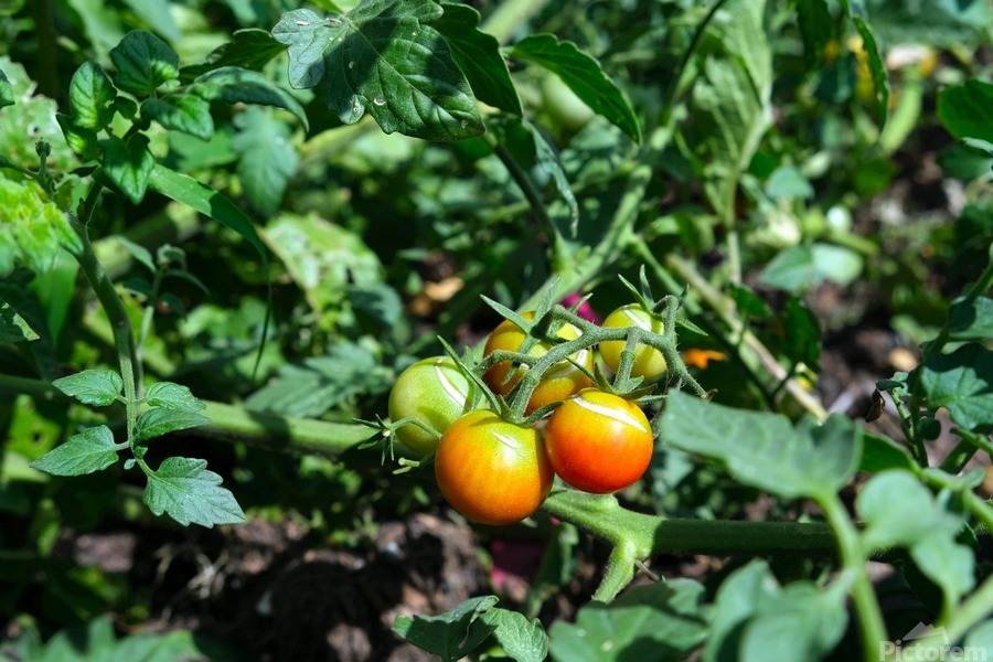 Scarred Cherry Tomato  Print