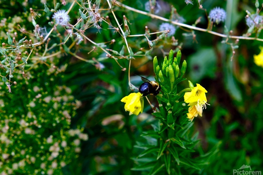 To Bee or Not to Bee  -- Kiss My Shiny Bumble Butt  Print