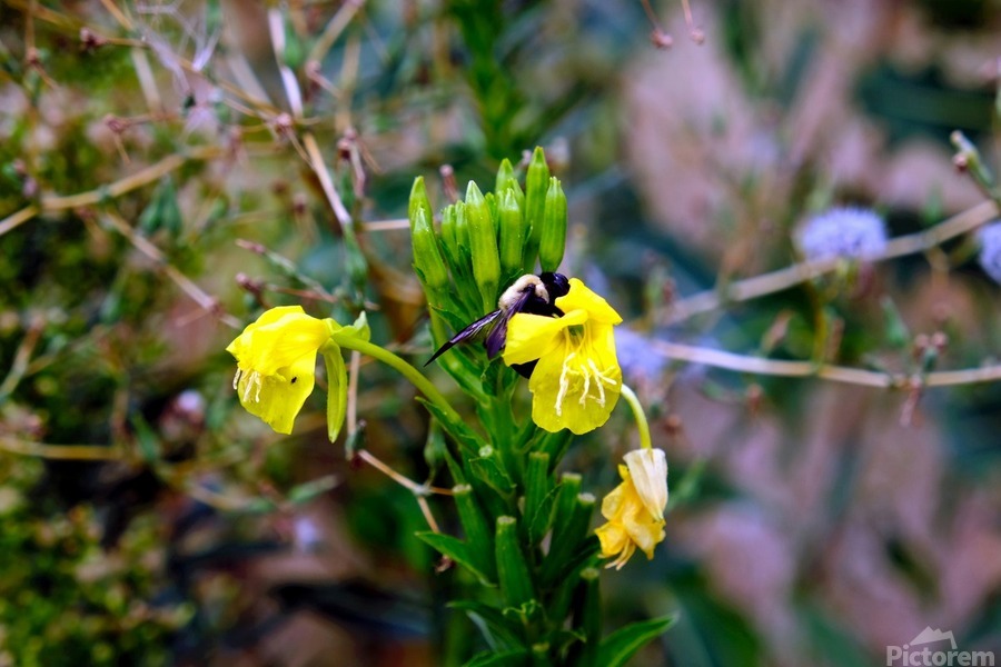 To Bee or Not to Bee  3   -- The Struggle Is Real  Print