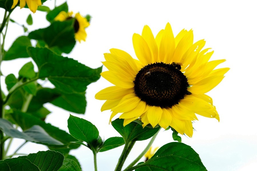 Hello Sunshine    Print