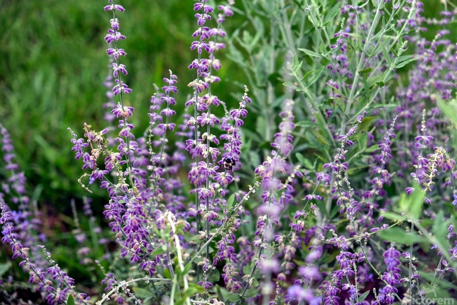 Towers of Lavender  Print