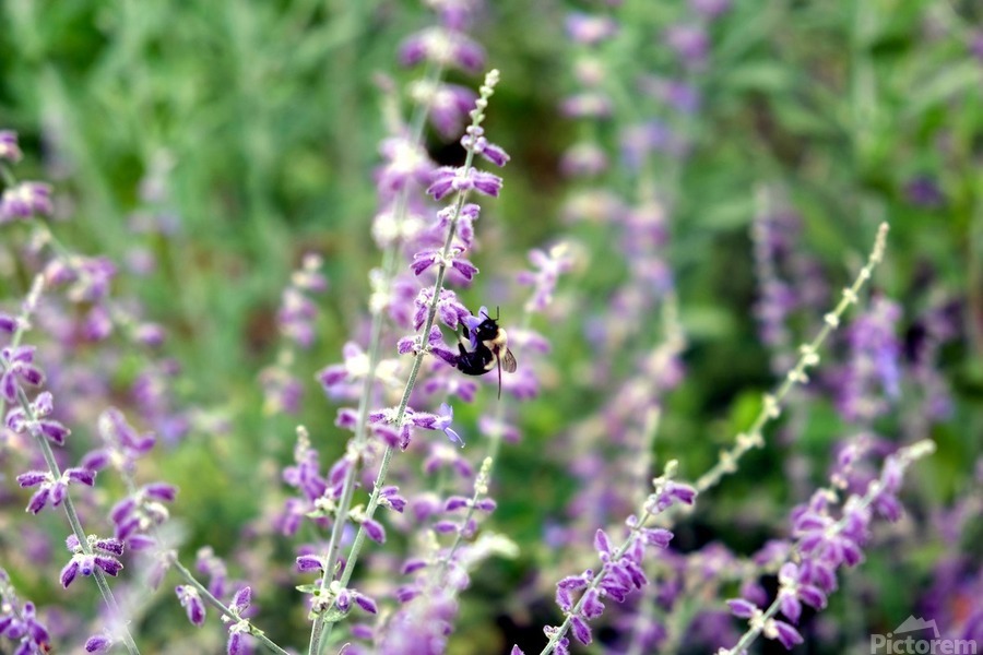 To Bee or Not To Bee--Small Flower Big Flavor 2  Print