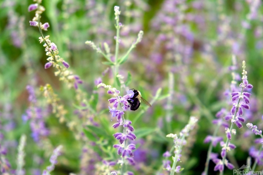 To Bee or Not to Bee -- Small Flower Big Flavor   Print