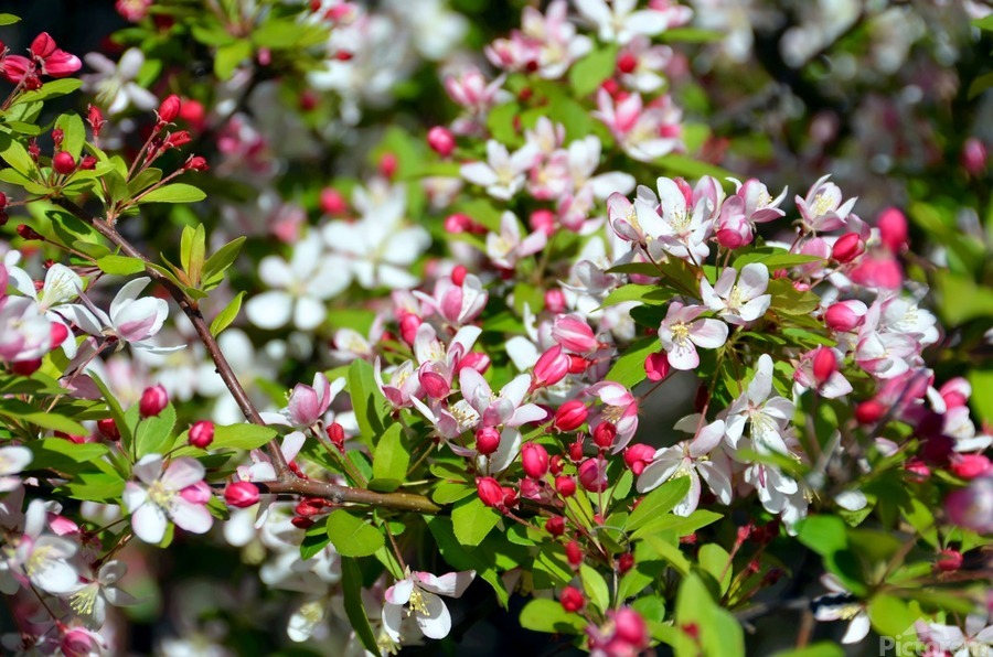 A Berry Cherry Blossom Day to You  Print