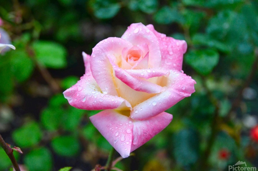 Beautiful Sweat  Print