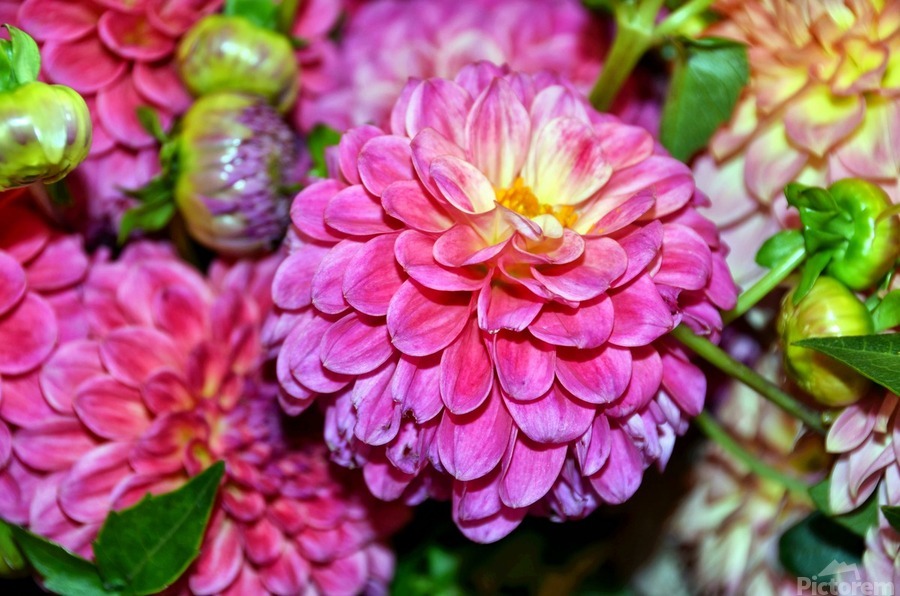 Flower Bloom 1  Imprimer