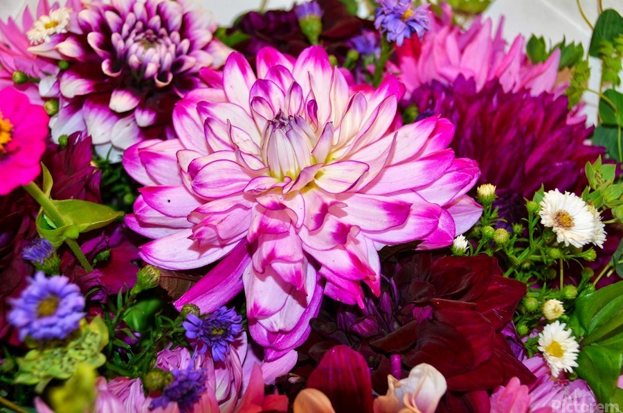 Flower Bloom 3  Print