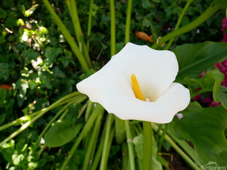 Golden Rod Exposed  Print