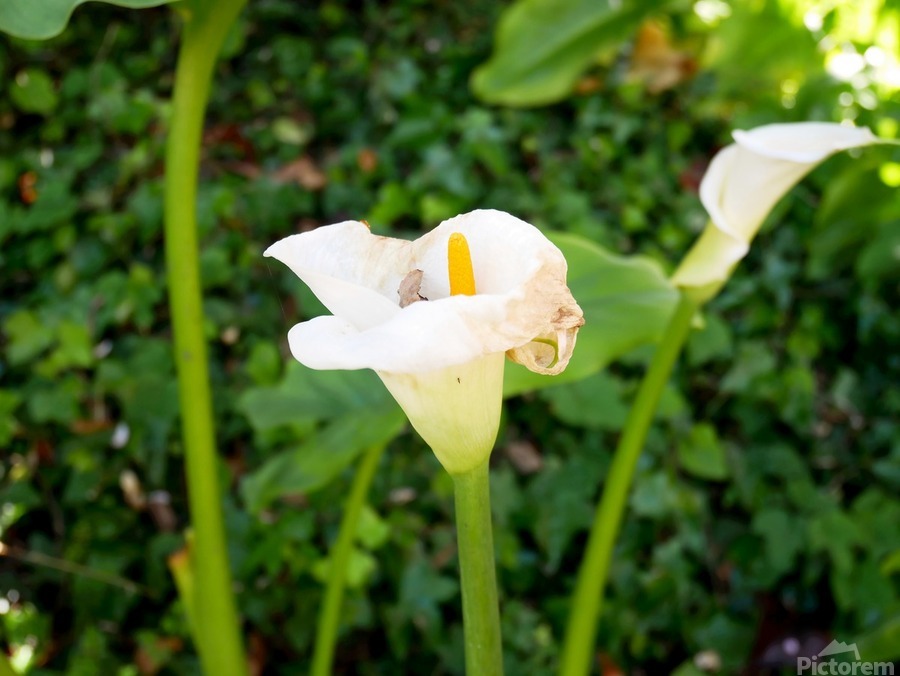 Golden Rod Exposed 2  Print