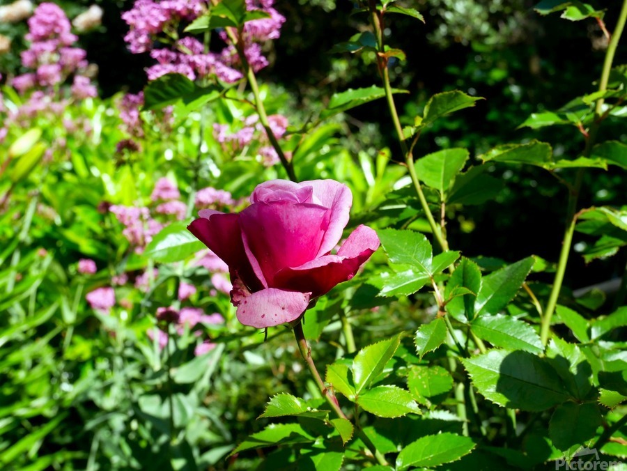 Penelope Purple  Print