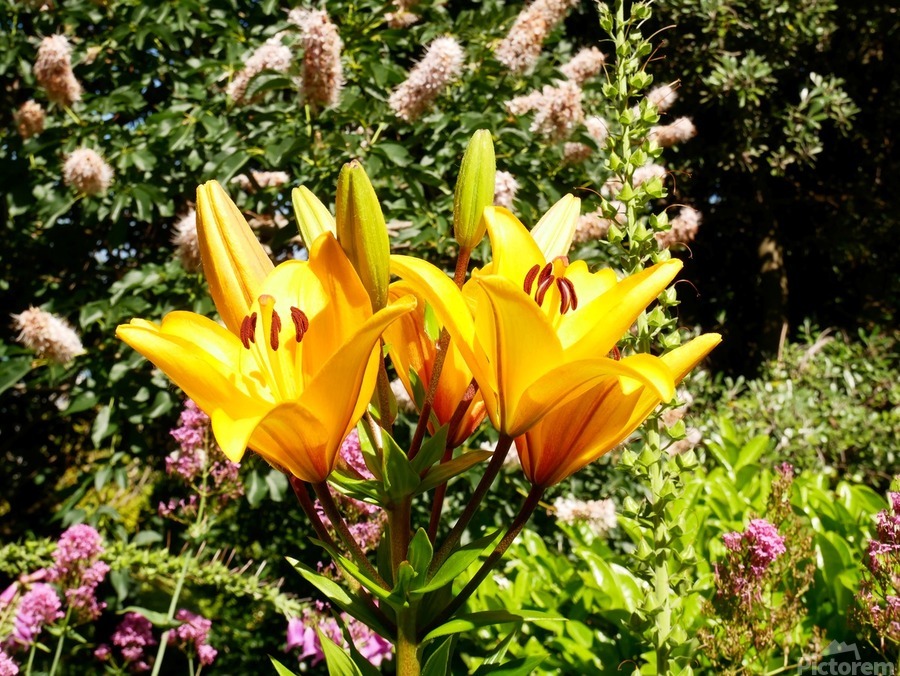 Bursting Beauty 2  Print