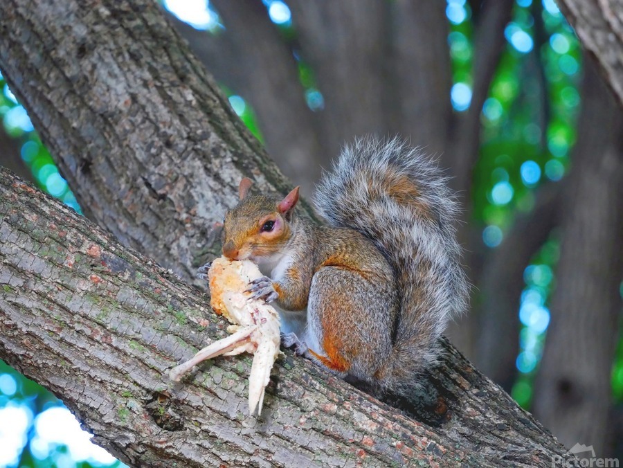 Tastes Like Chicken...Because it IS  Print