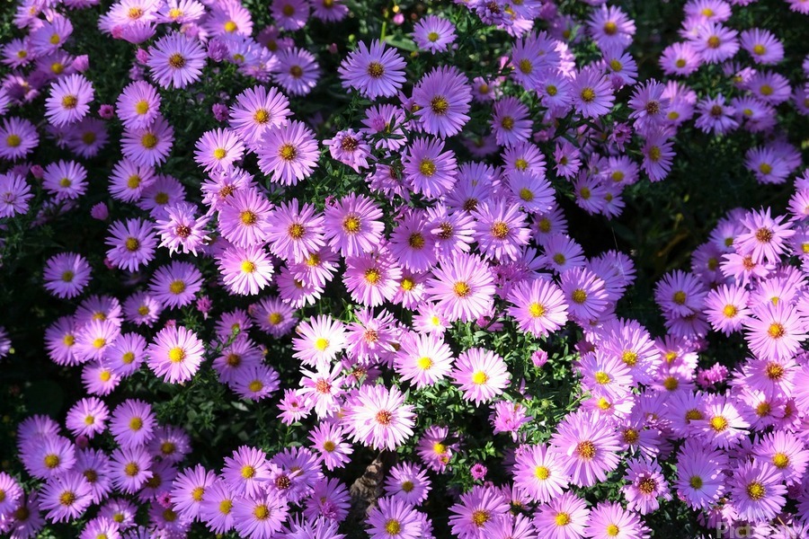 Pink Daisies 2  Print