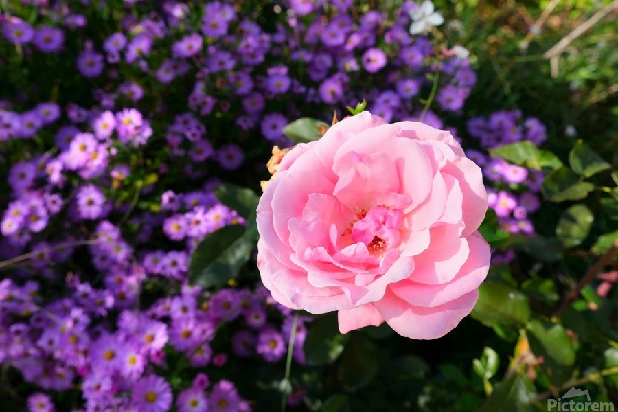 Flower Bloom 6  Print