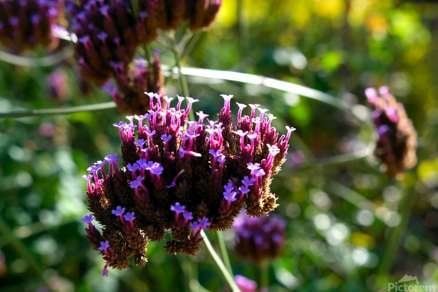 Cluster of Miniature Flowers  Print