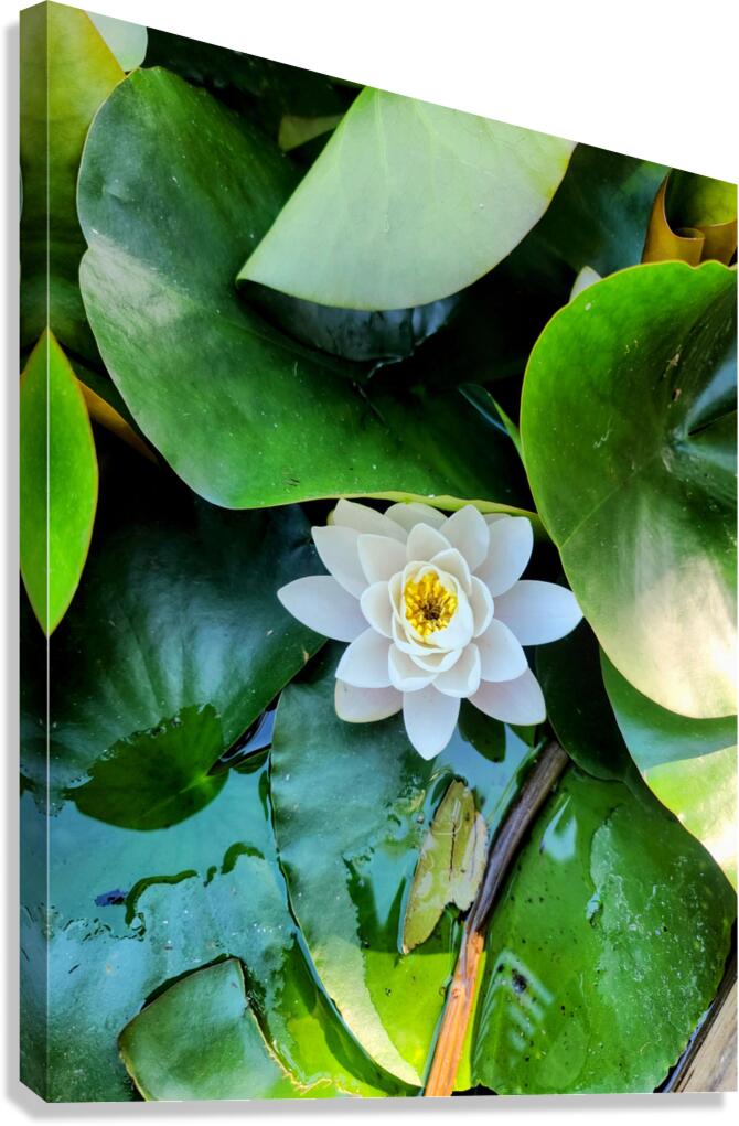 White Radiance in Green Silence Canvas Print