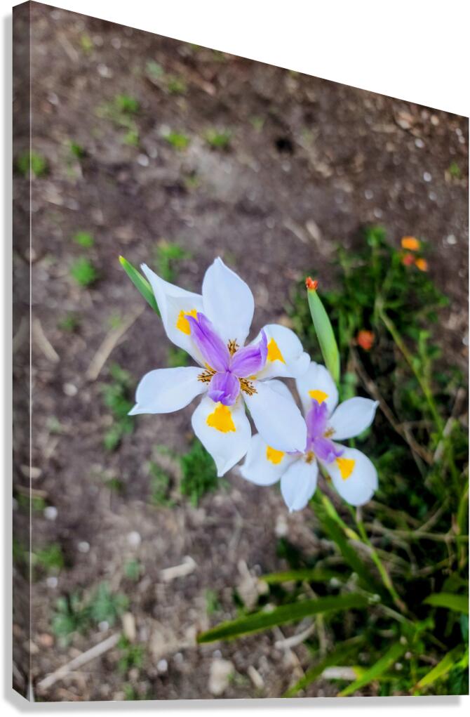 Fortnight Lily Flowers:  The Unfolding of African Iris in Earth’s Stillness Canvas Print