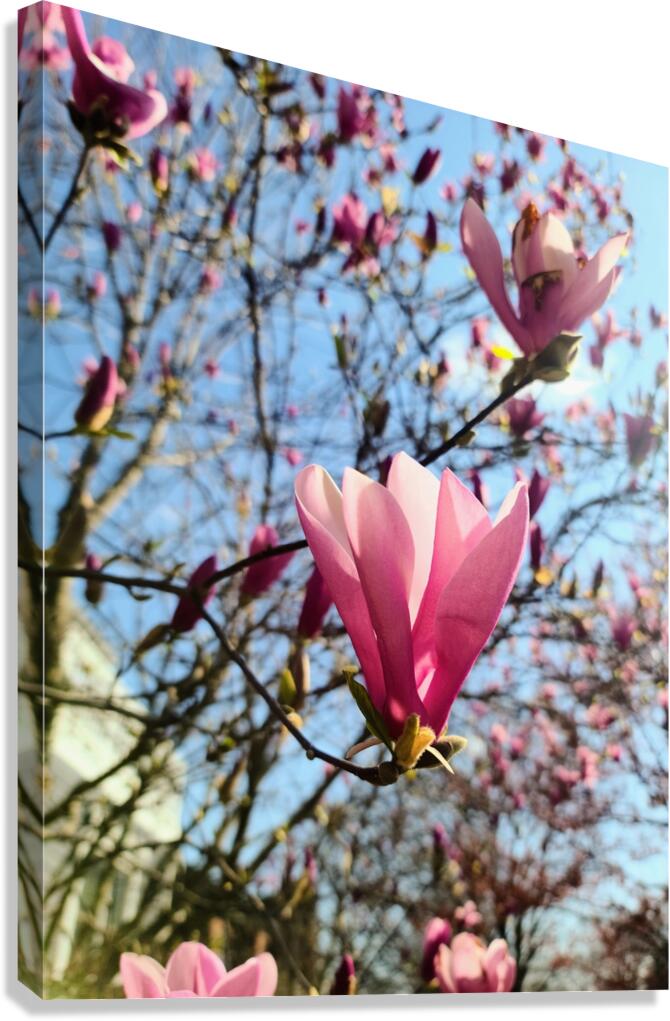 Spring Sun Worshipping Magnolia Canvas Print