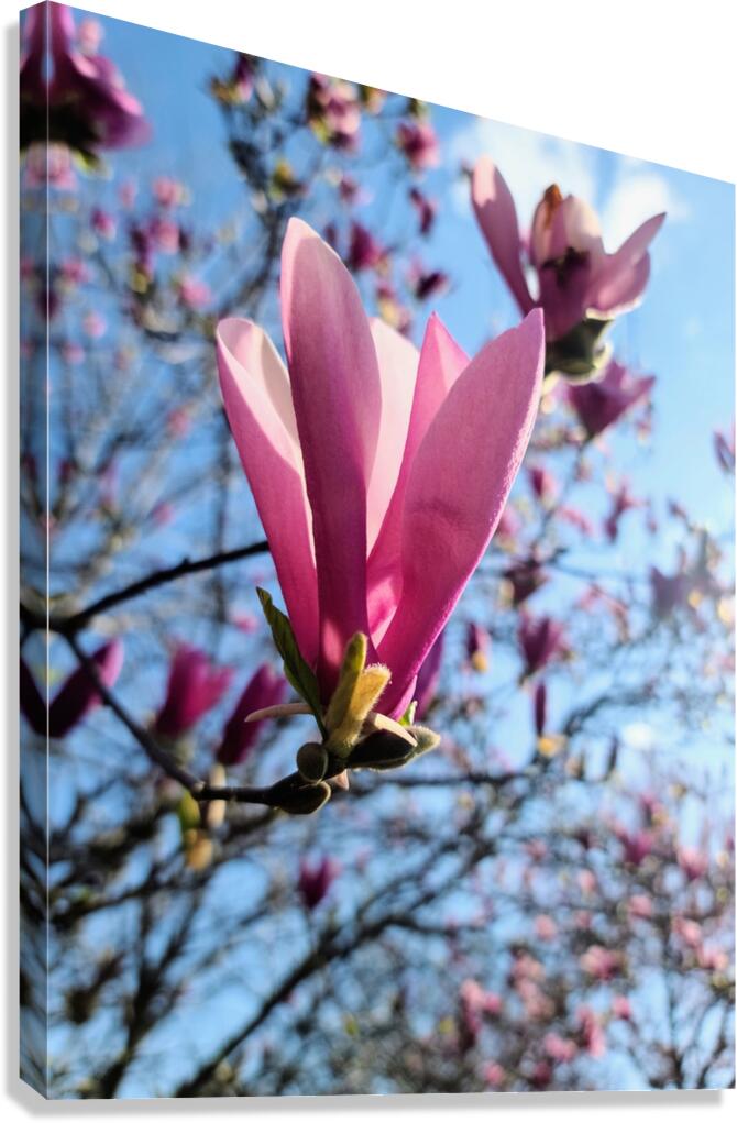 Pink Petals in Warm Light Canvas Print
