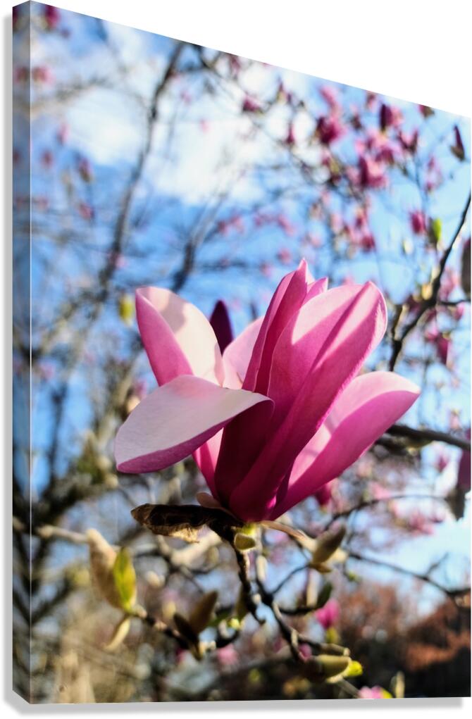 The Velvet Moment Between Bud and Bloom Canvas Print