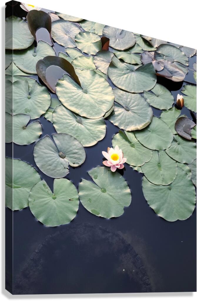 Blooms of Joy: Centered Among Giants Canvas Print