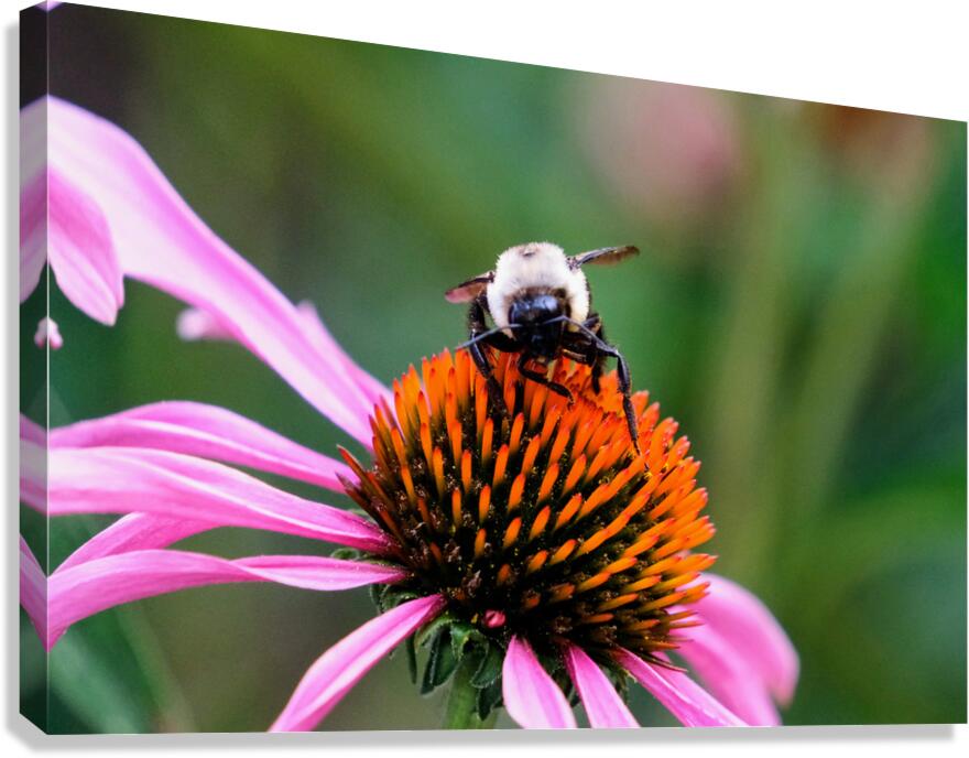 The Golden Heart of the Purple Coneflower Canvas Print