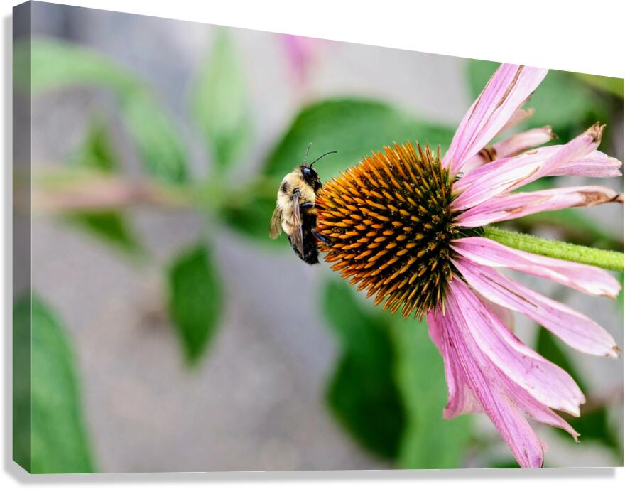 The Bee and the Purple Coneflower Canvas Print