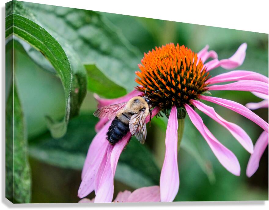 Stillness Amid the Spires of Echinacea Canvas Print