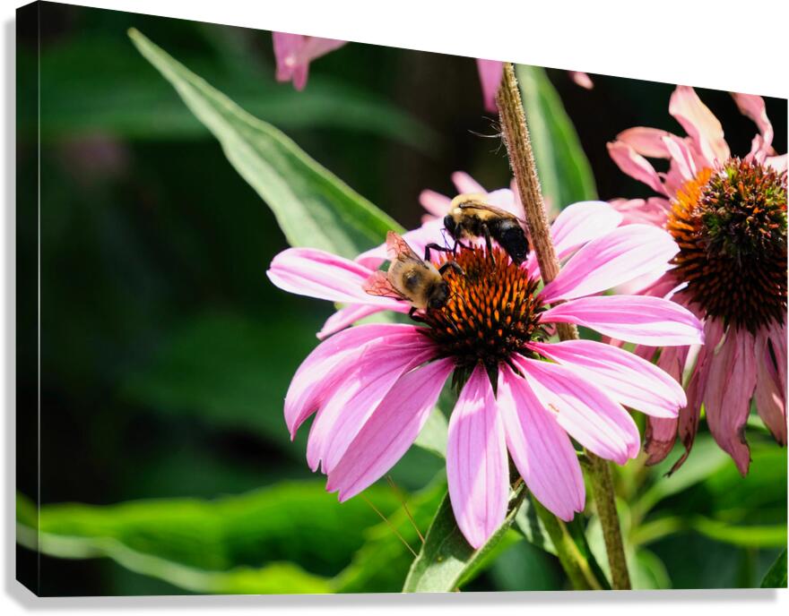 Duo at Dawn: Bees on the Coneflower’s Crown Canvas Print