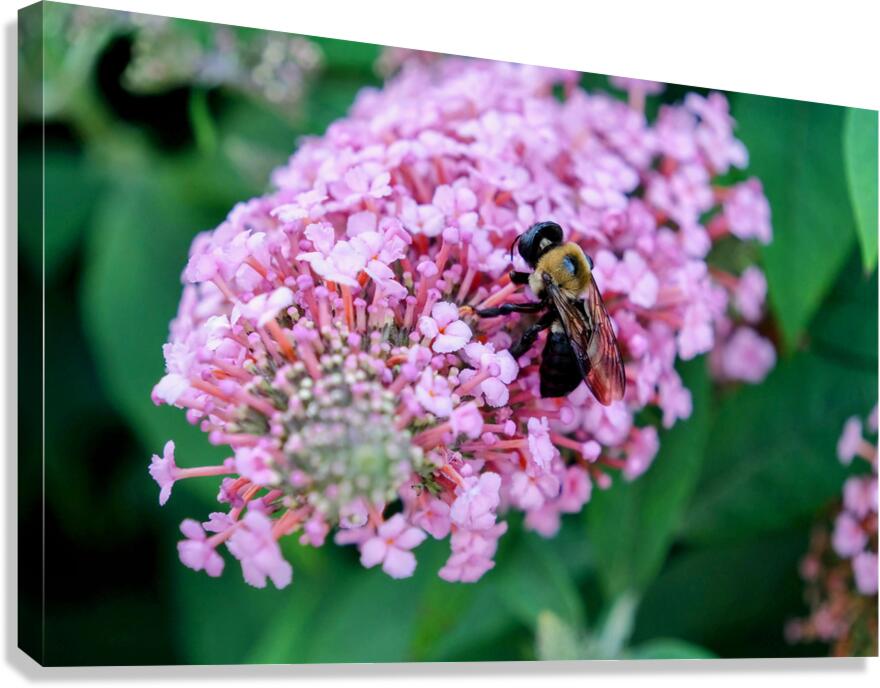 Bee Still on Butterfly Bush Canvas Print