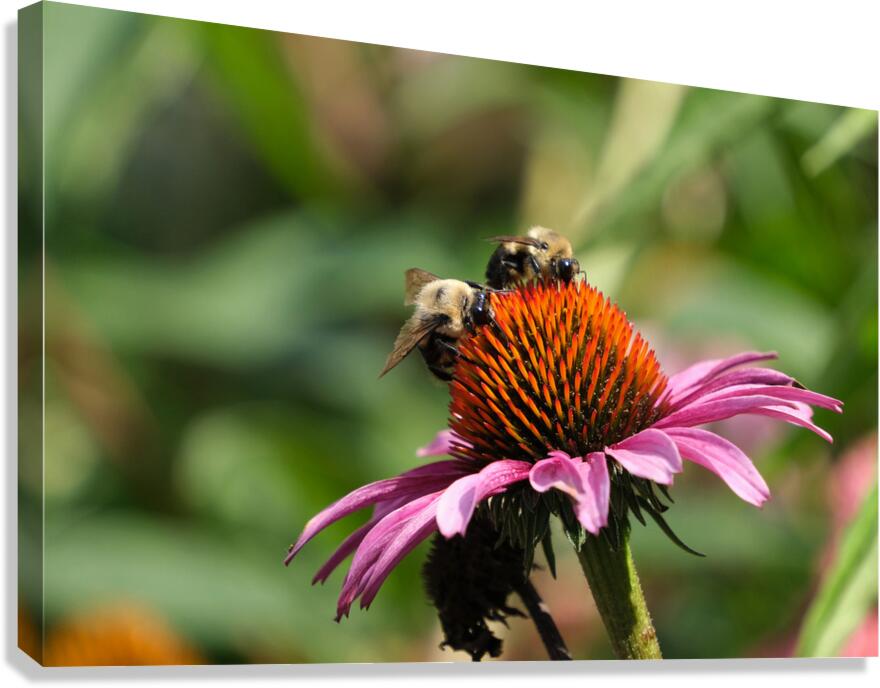 Harmony on a Purple Coneflower Canvas Print