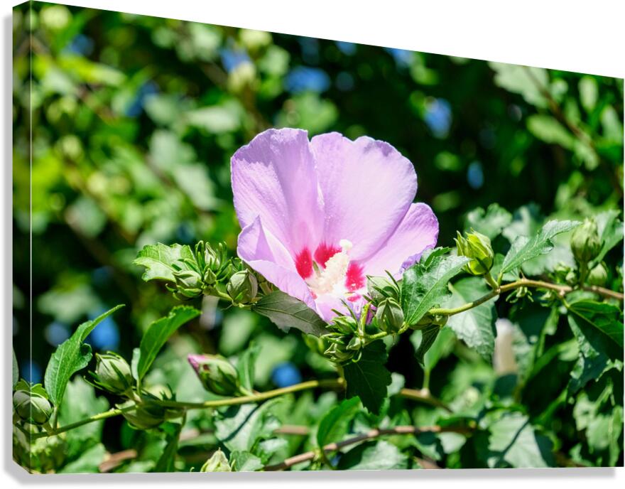 A Hibiscus Glimpse into Nature’s Heartbeat Canvas Print