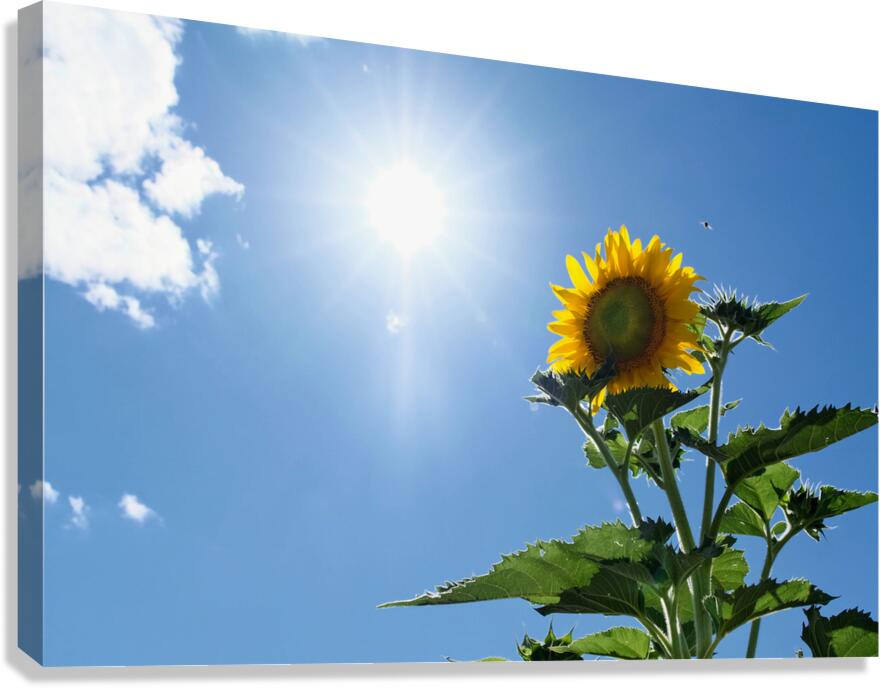 Skyward Confession: A Sunflower’s Secret Canvas Print
