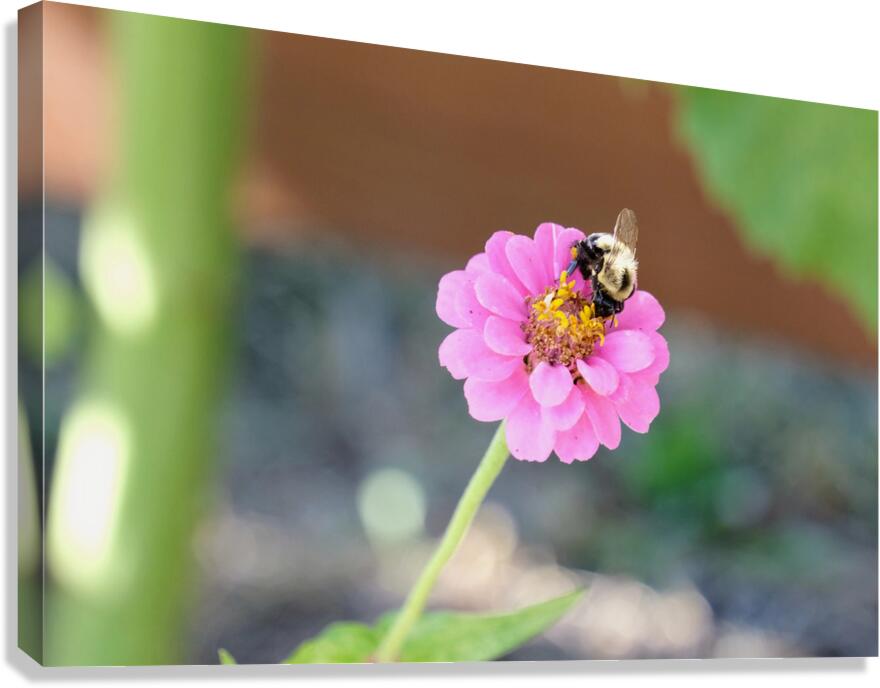 The Quiet Provider: Portrait of Pollination Canvas Print