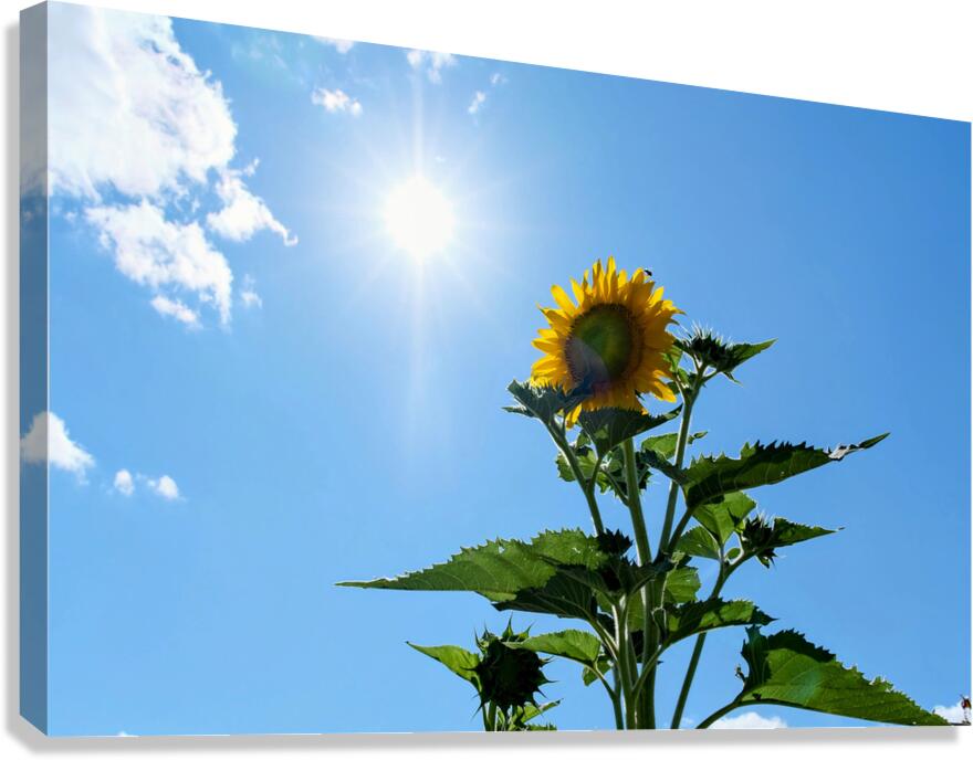 Solar Serenade: The Bloom That Reaches Back Canvas Print